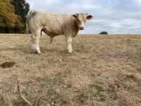 Lembu jantan, Charolais cattle — foto 1
