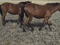 ม้าตัวเมีย, Mugalzhar horse — รูปภาพ 3