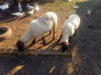 የጎትት አውራ በግ, White Suffolk sheep — ፎቶ 1