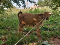 公山羊, Goats — 照片 4