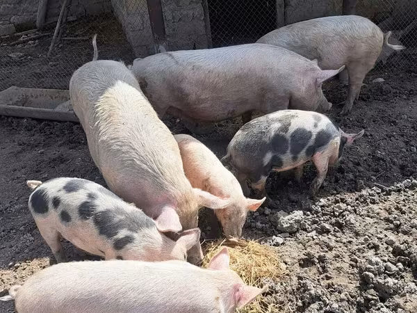 Babi hutan, Pigs