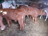 گاو نر, Simmental cattle — عکس 2