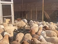 Quzu kəsimi və təmizlənmiş ət - Yerli təsərrüfatda yetişdirilən — புகைப்படம் 3
