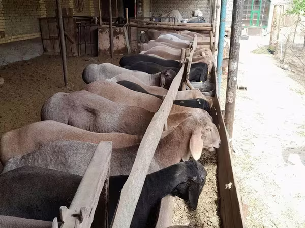 قوچ, Arashan sheep