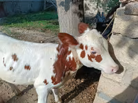 Sapi, Simmental cattle — foto 7
