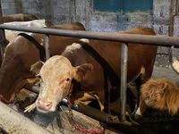 Býk, Latvian Blue cattle — foto 7