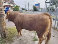 Býk, Kráva limuzín — foto 2