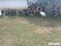 Turkeys — ፎቶ 3