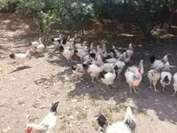ساسکس — عکس 5
