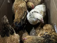 Chickens — foto 2
