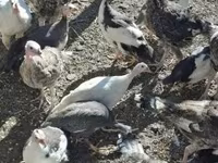 Turkeys — foto 2