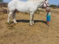 Cal, Percheron — foto 5