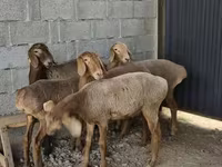 Montone, Arashan sheep — foto 4