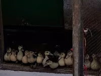 Ducks — foto 1