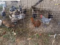 Chickens — الصورة 4