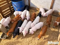 돼지(암수 미지정, 묶음), 돼지 — 사진 1