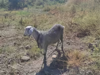بز ماده, بز — عکس 2