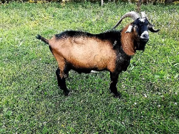 Billy Goat, Czech Brown Shorthaired goats — Russia