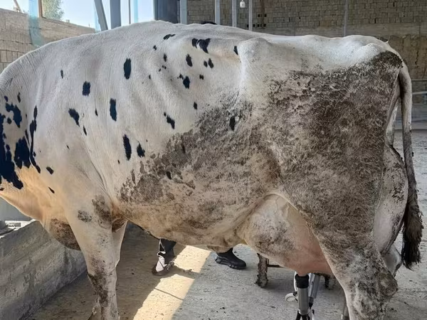 گاو و گوساله (گروه، جنسیت مشخص نشده), Russian Black pied cattle