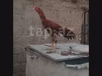 Chickens — foto 2