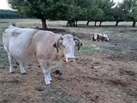 گائے, Simmental cattle — تصویر 3