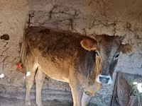 Krava, Swiss cattle — fotografija 4