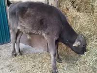 Toro, Swiss cattle — foto 7