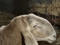 숫양, Arashan sheep — 사진 4