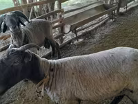 Гӯсфандон (партия, ҷинс муайян нашудааст), Merino sheep — акс 4