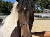Айғыр, American paint horse — 5-сурет