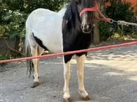 Kuda betina, Horses — foto 3