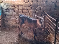 Ko, Holstein-race — foto 5