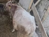 Lembu jantan, Simmental cattle — foto 2