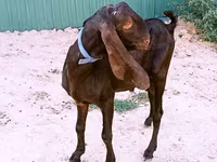 بز نر, Nubian Goat — عکس 4