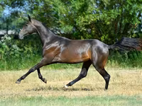 Kůň, Akhal-Teke — foto 4
