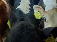 گاو نر, Simmental cattle — عکس 4