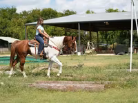 公马, American paint horse — 照片 7