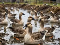 Geese — 照片 3
