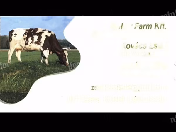 母牛, Belgian Blue