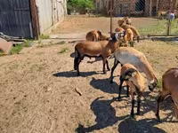 Ovce (šarže, pohlaví neuvedeno), Cameroon sheep — foto 3