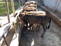 Bulle, Swiss cattle — Foto 5