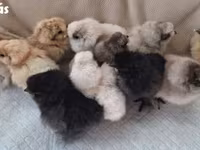 سیلکی — عکس 1