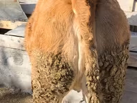Vacă, Belgian Blue — foto 3