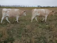 سانڈ, Simmental cattle — تصویر 1