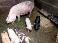 หมูป่าตัวผู้, หมู — รูปภาพ 1