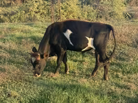 Lembu betina, Cattle — foto 1