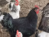 Turkeys — fotografija 6