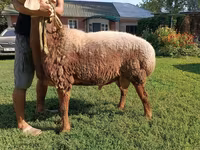 Bélier, Arashan sheep — photo 2