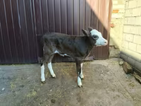 Krava, Simmental cattle — foto 3