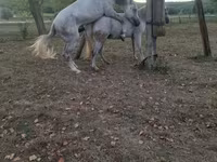 母马, Horses — 照片 3